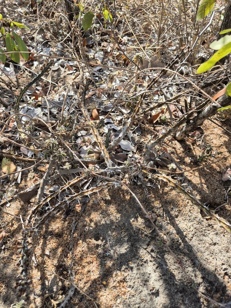 Euphorbia knuthii photo 3