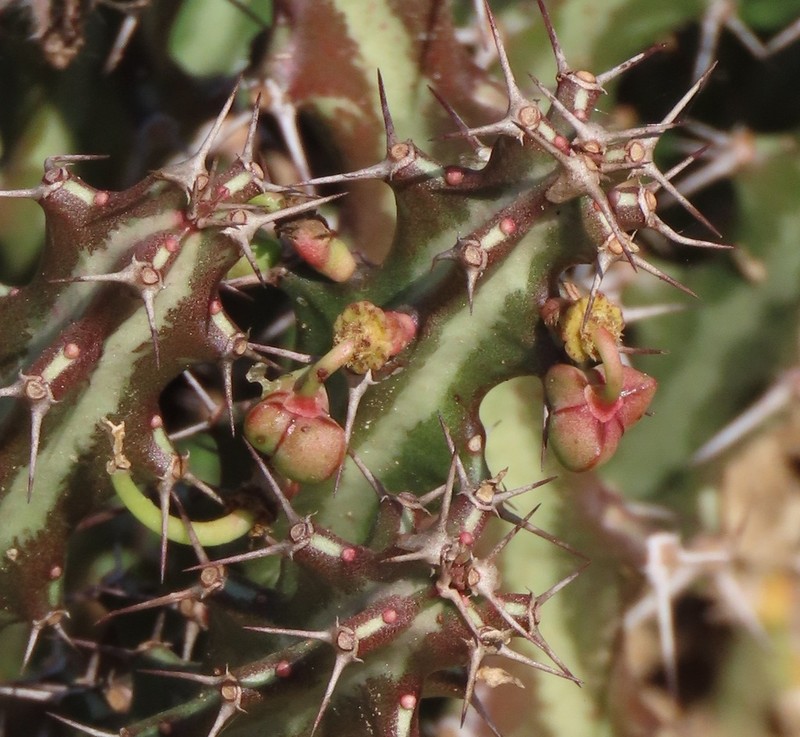 Euphorbia knuthii photo 4
