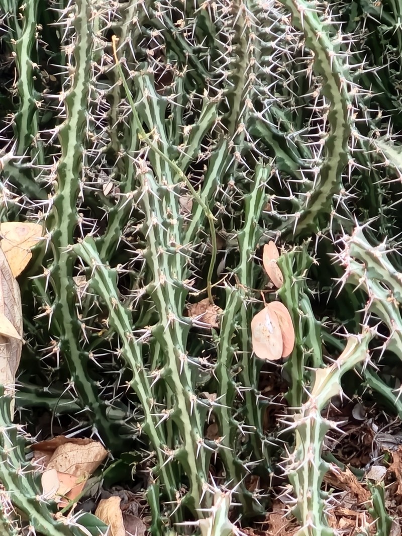 Euphorbia knuthii photo 5