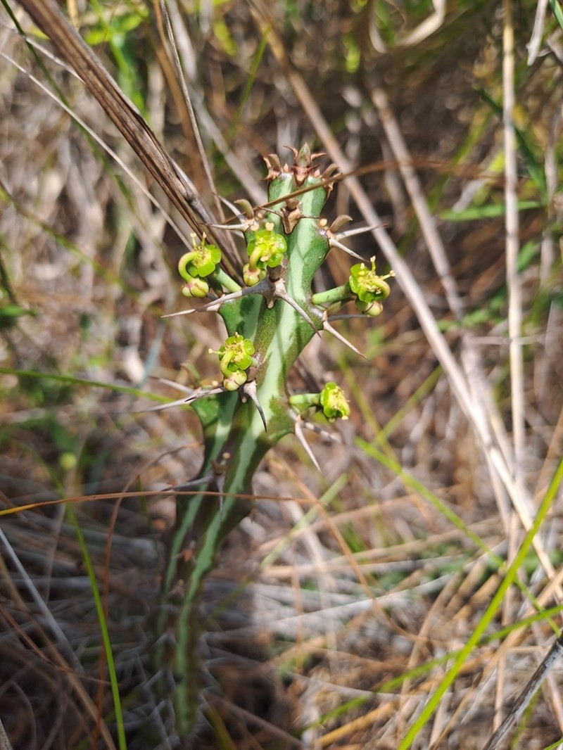 Euphorbia knuthii photo 6