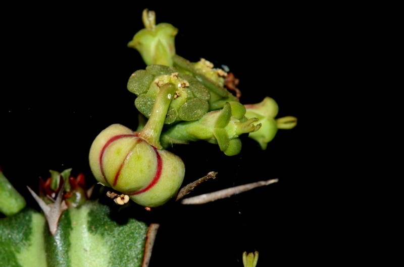 Euphorbia knuthii photo 7