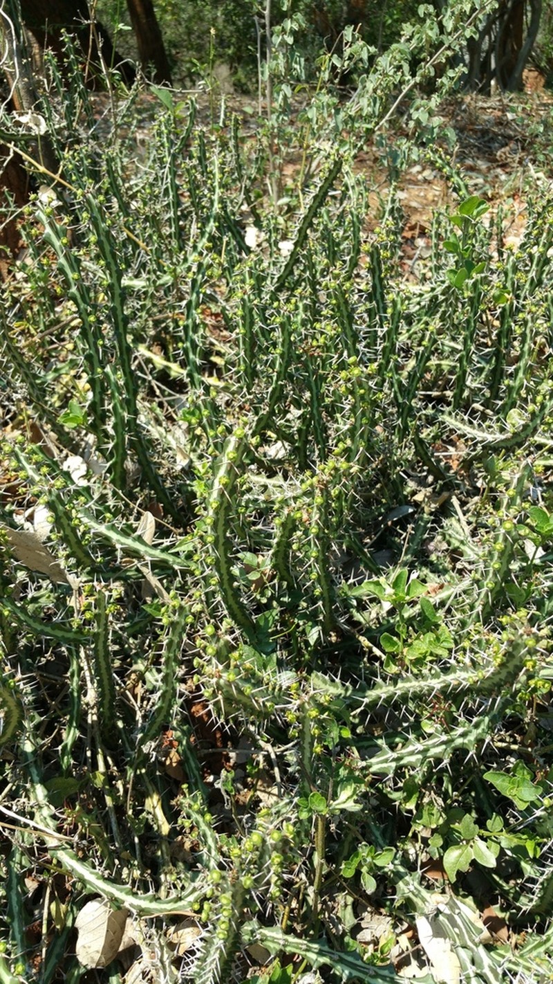 Euphorbia knuthii photo 8