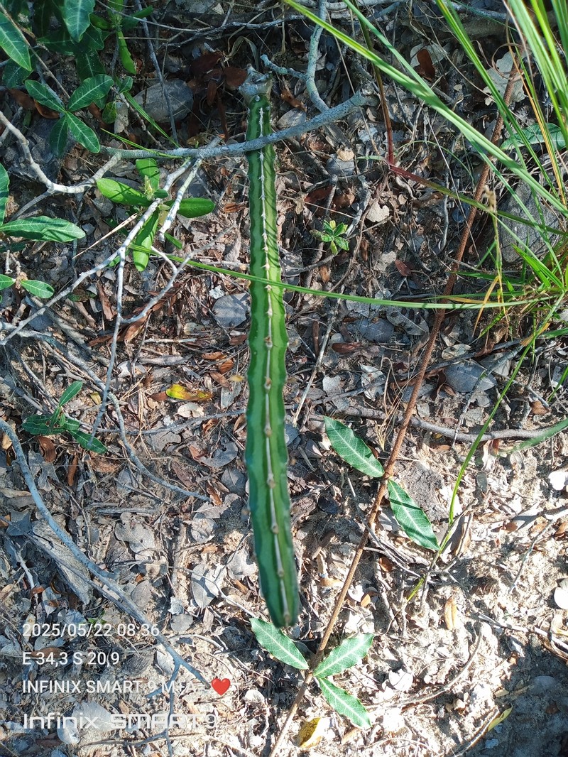 Euphorbia knuthii subsp. johnsonii