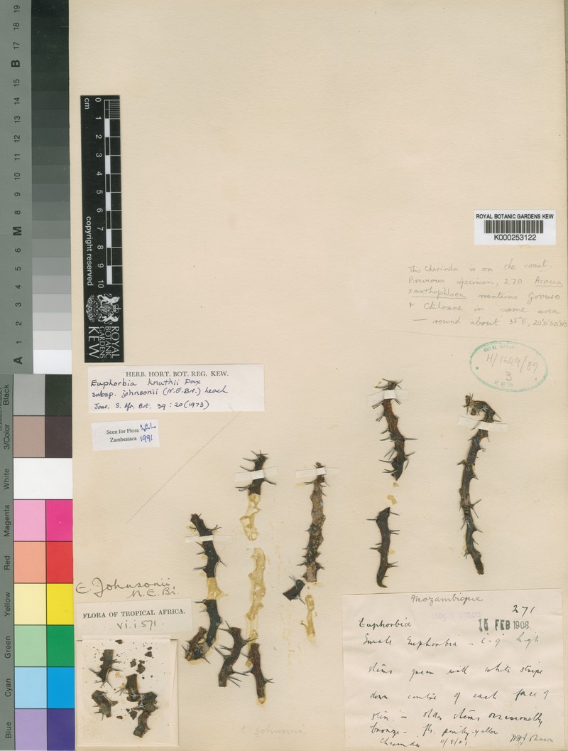 Euphorbia knuthii subsp. johnsonii photo 2