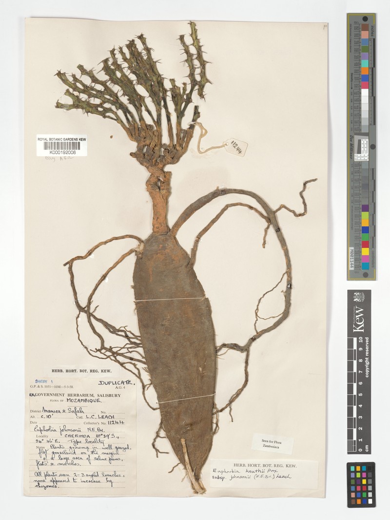 Euphorbia knuthii subsp. johnsonii photo 3