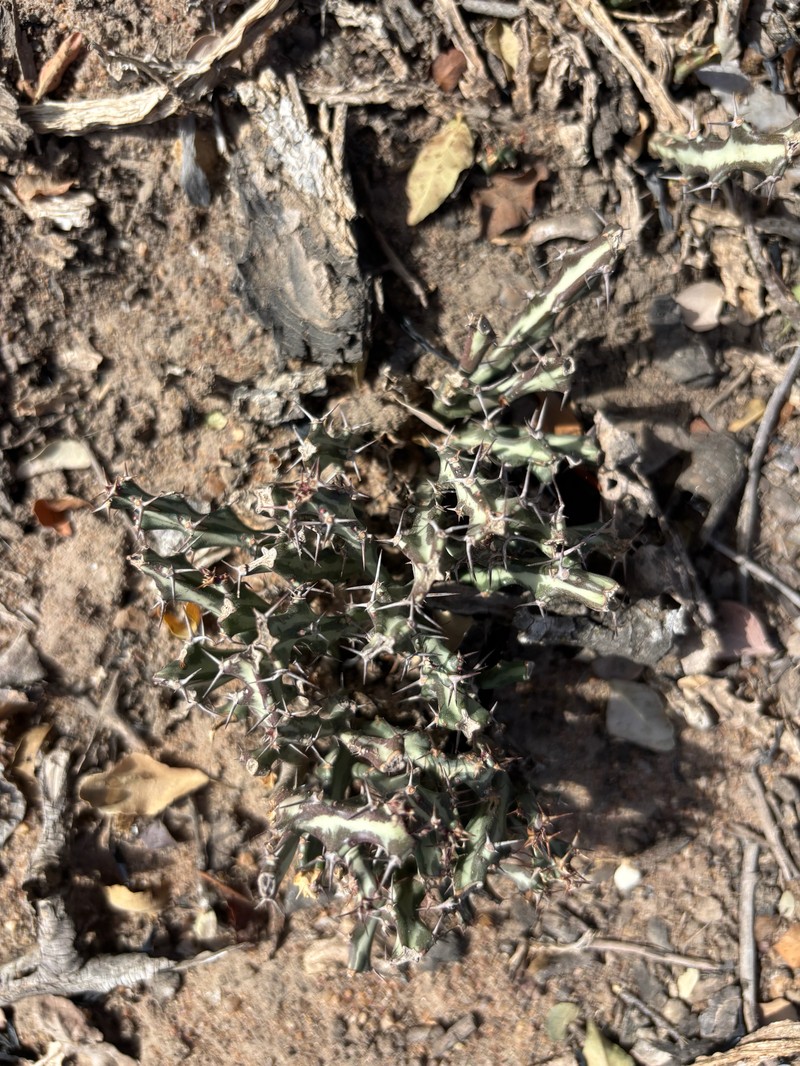 Euphorbia knuthii subsp. knuthii