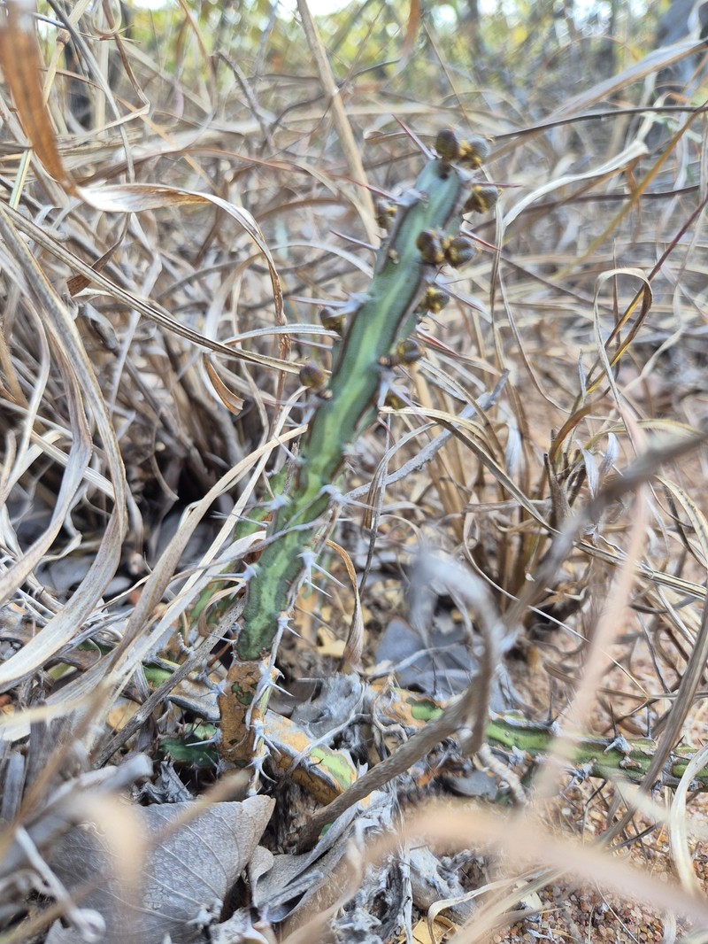 Euphorbia knuthii subsp. knuthii photo 2