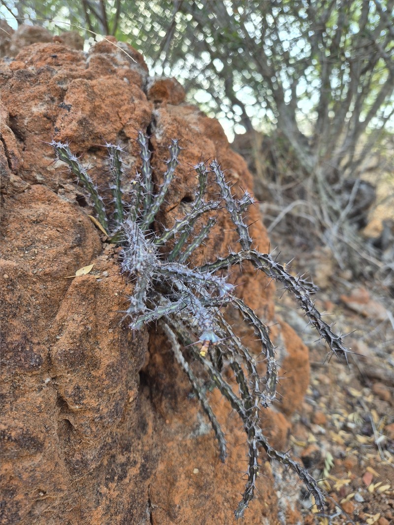 Euphorbia knuthii subsp. knuthii photo 3