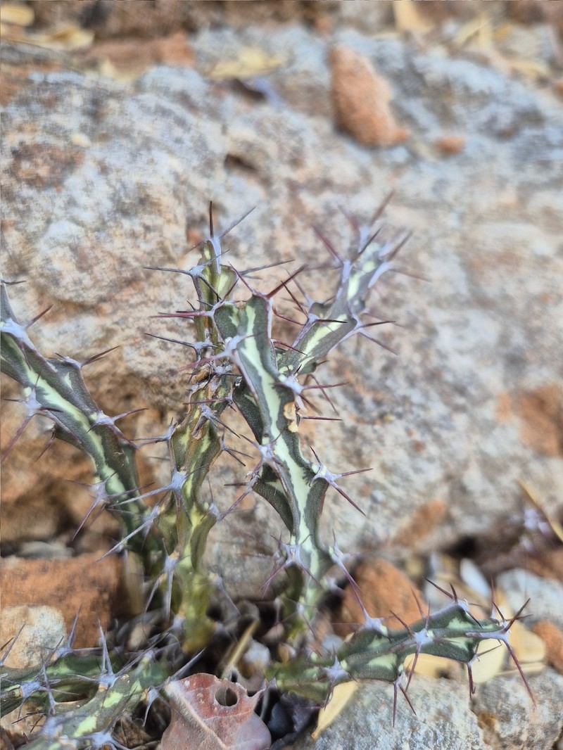 Euphorbia knuthii subsp. knuthii photo 4