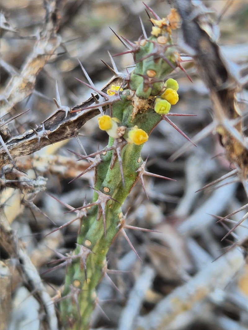 Euphorbia knuthii subsp. knuthii photo 5