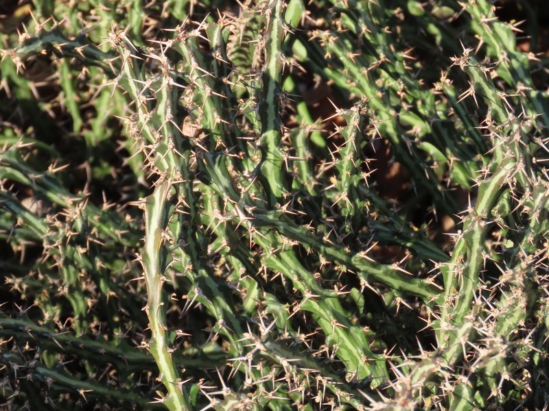 Euphorbia knuthii subsp. knuthii photo 7