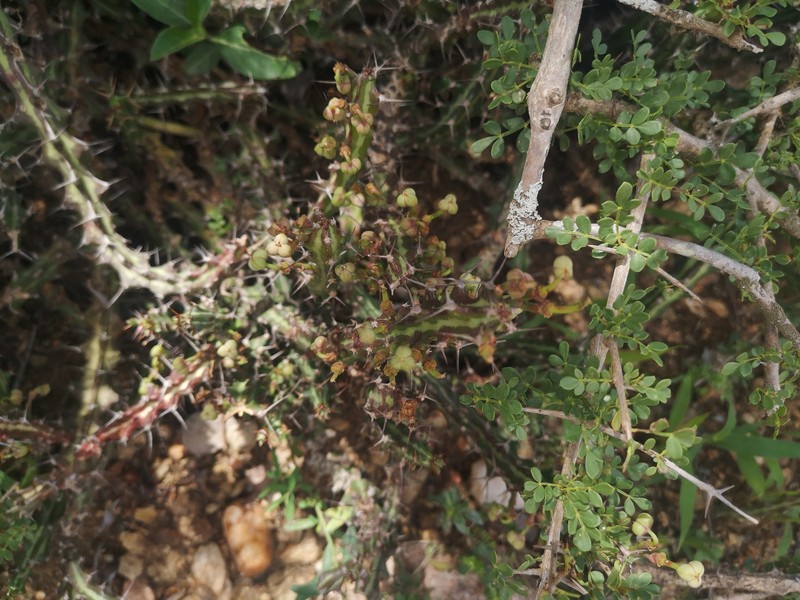Euphorbia knuthii subsp. knuthii photo 8