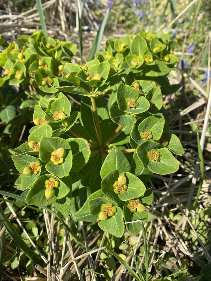 Euphorbia komaroviana