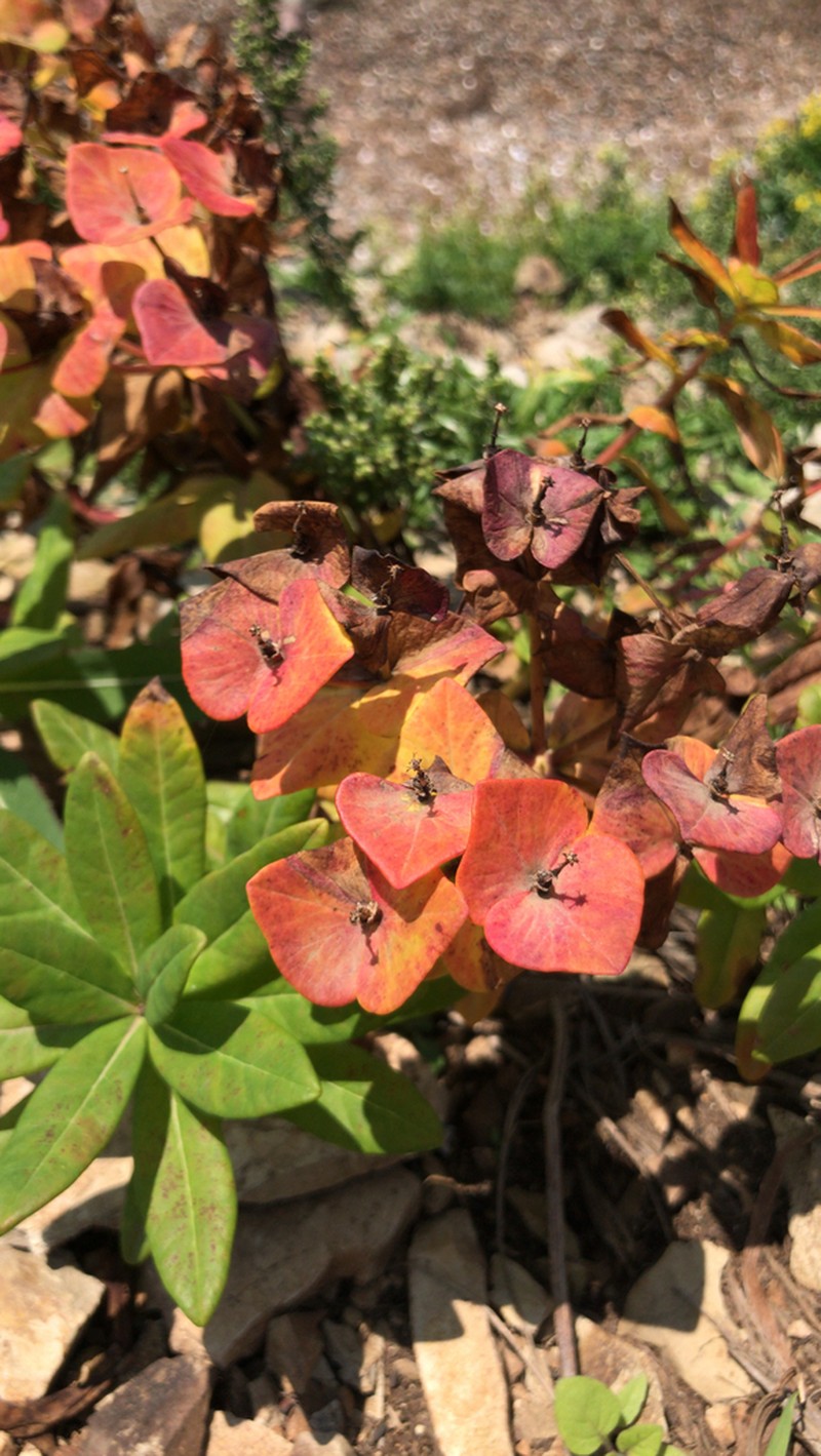 Euphorbia komaroviana photo 2