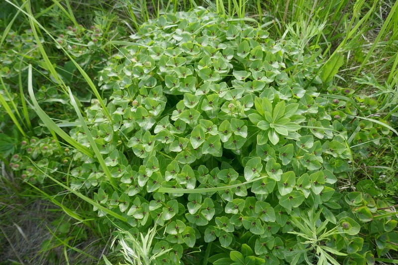 Euphorbia komaroviana photo 3