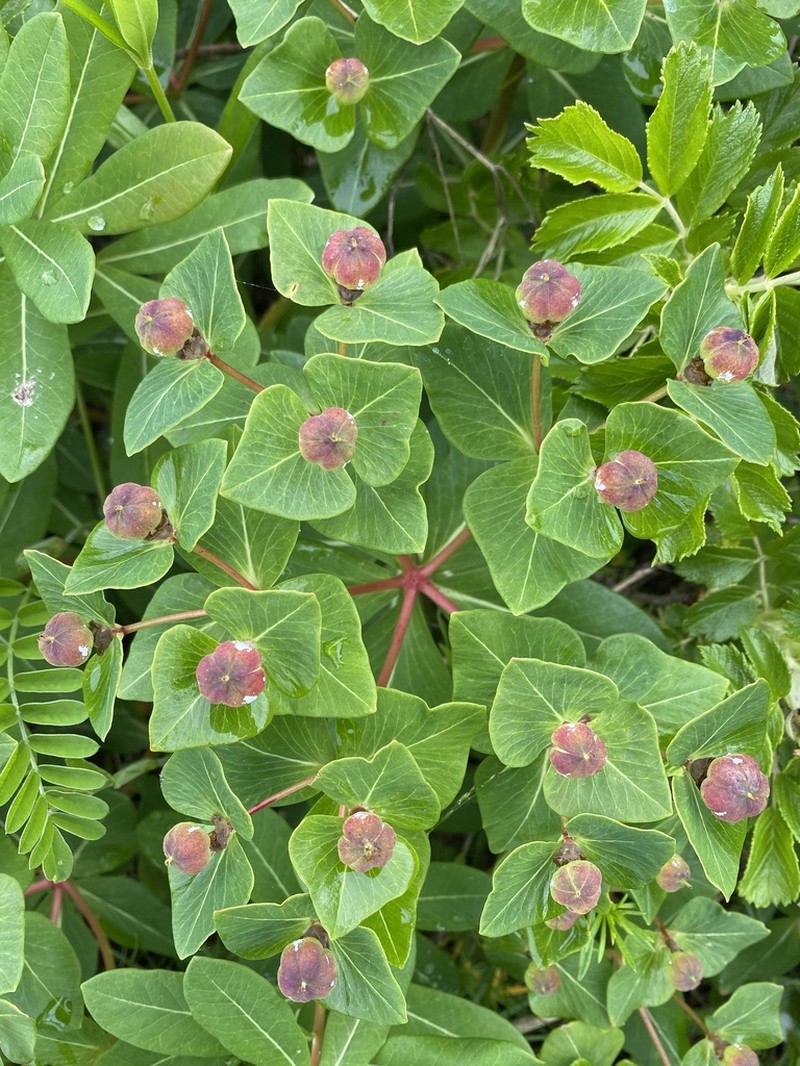 Euphorbia komaroviana photo 4