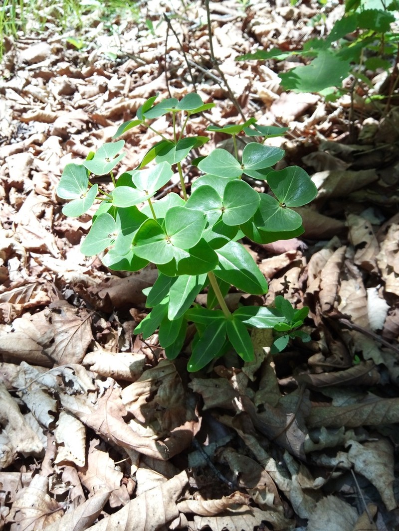 Euphorbia komaroviana photo 5