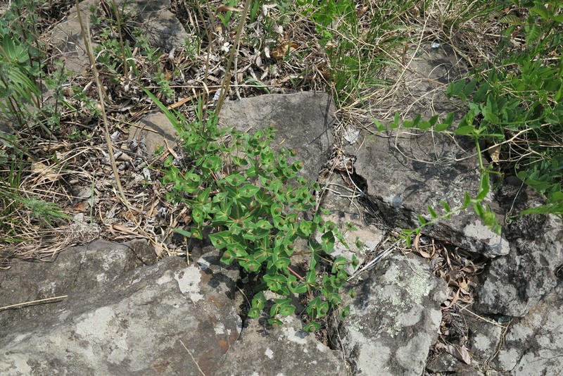 Euphorbia komaroviana photo 6