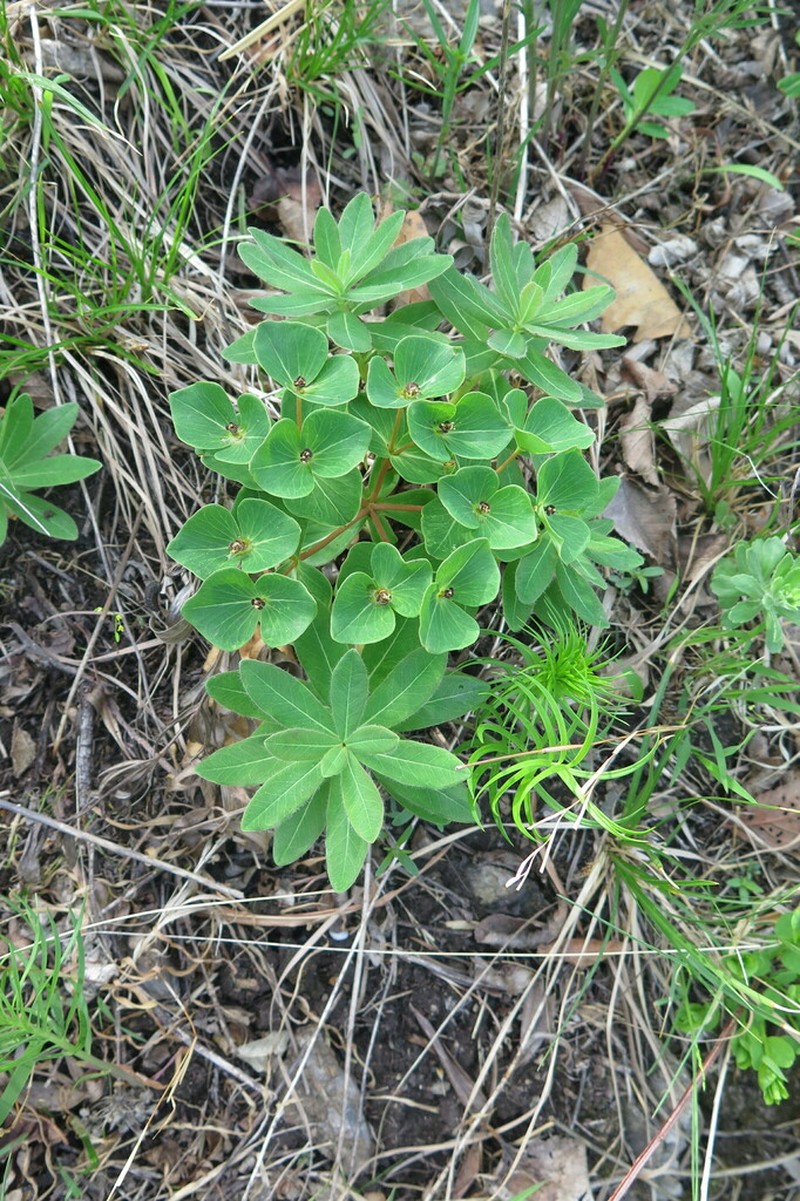 Euphorbia komaroviana photo 7