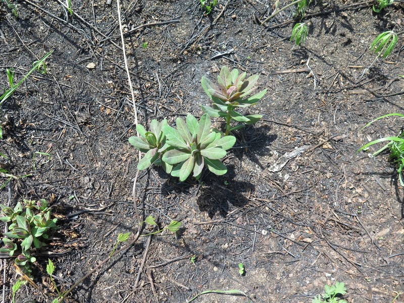 Euphorbia komaroviana photo 8