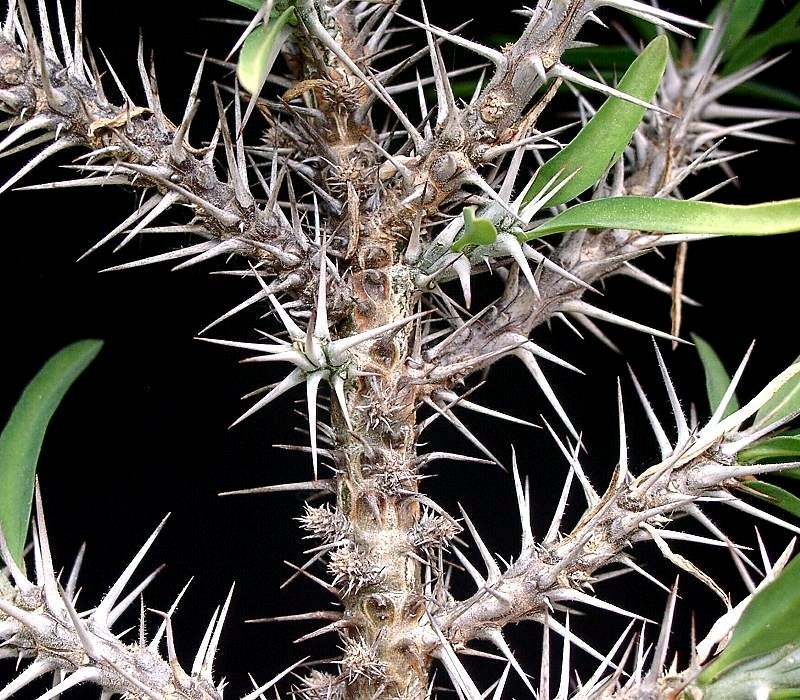 Euphorbia kondoi