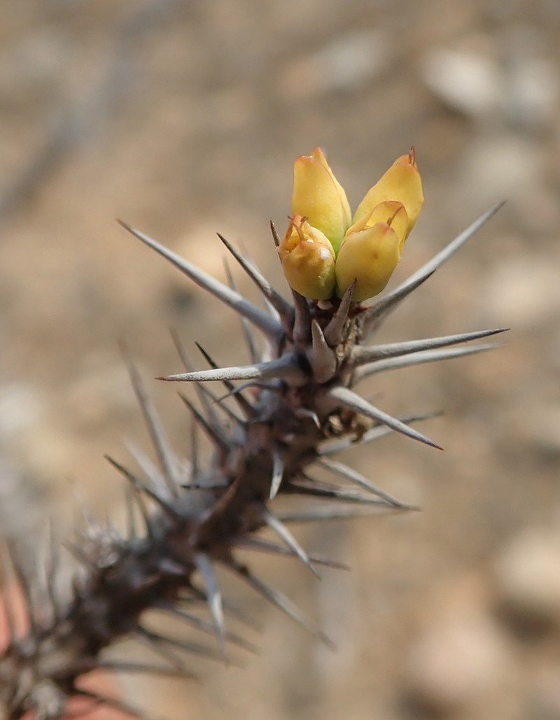 Euphorbia kondoi photo 3