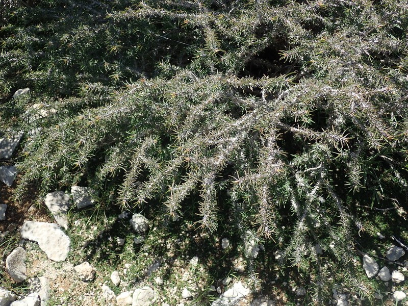 Euphorbia kondoi photo 4