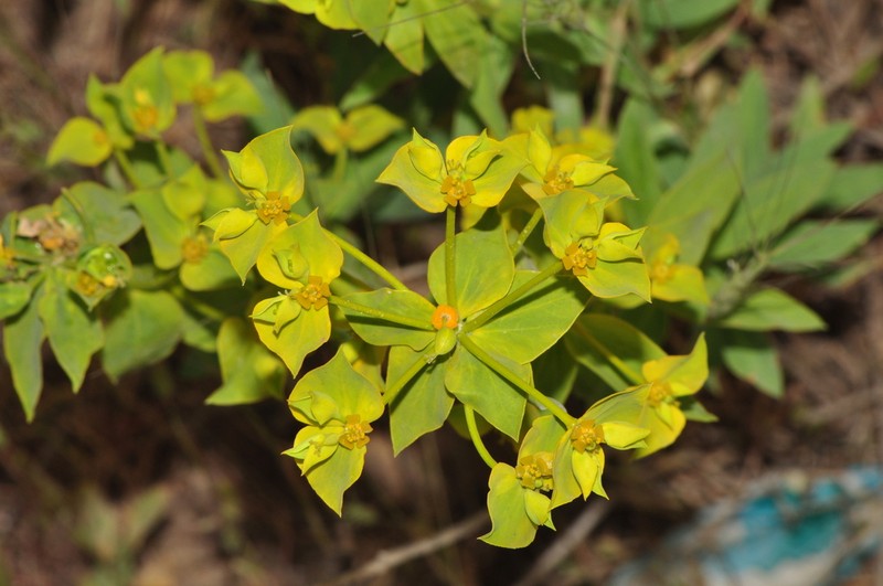 Euphorbia kopetdaghi