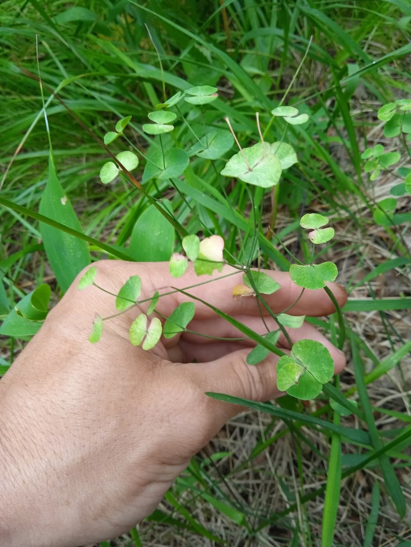 Euphorbia korshinskyi