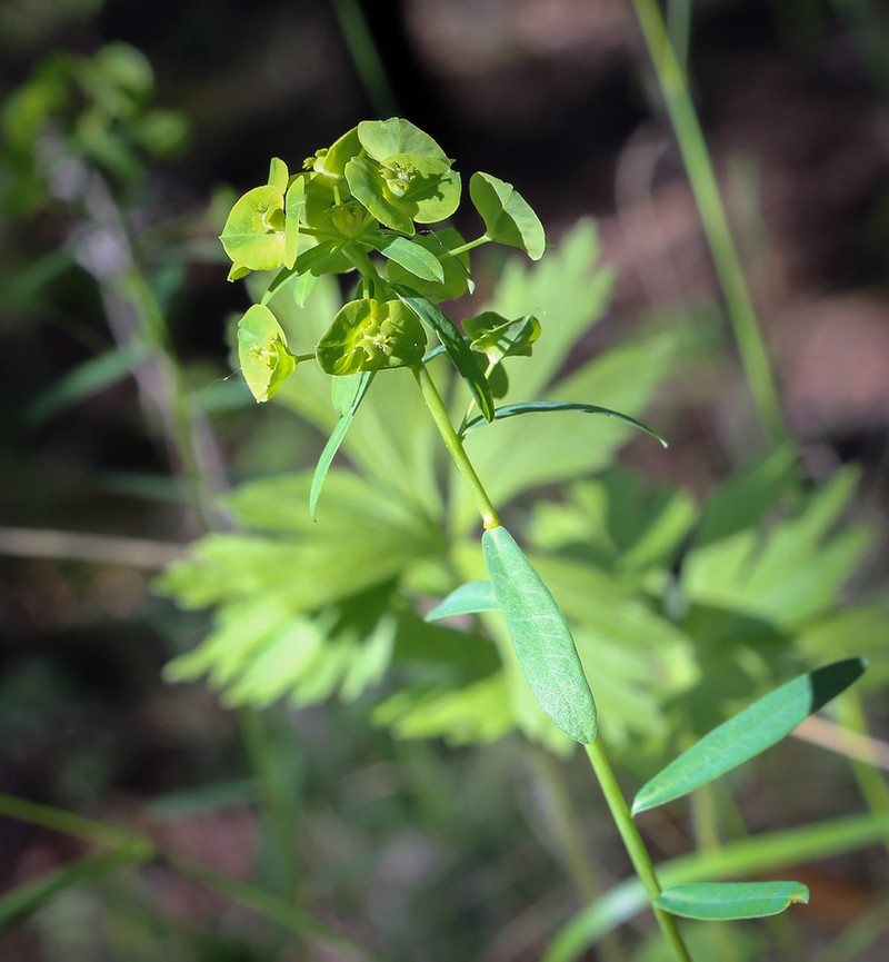 Euphorbia korshinskyi photo 2