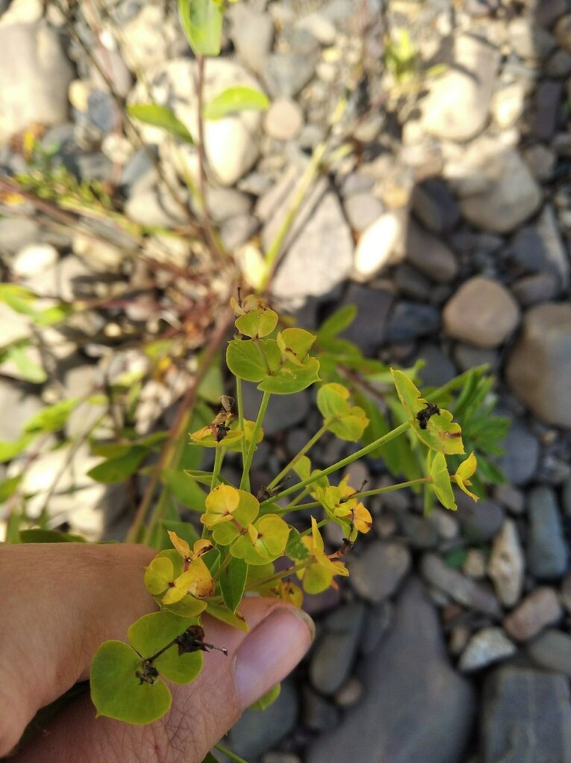Euphorbia korshinskyi photo 3