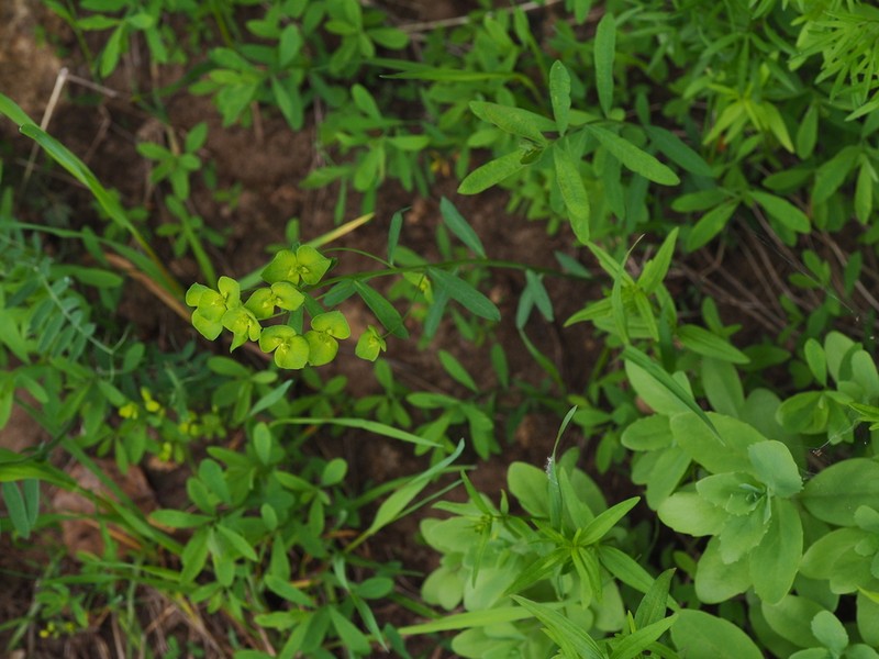 Euphorbia korshinskyi photo 4