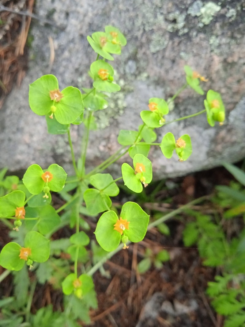 Euphorbia korshinskyi photo 5