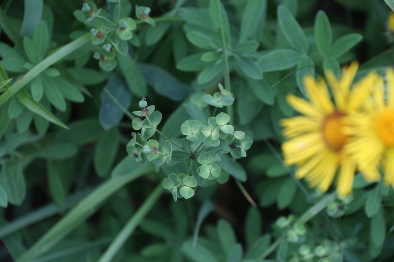 Euphorbia korshinskyi photo 7