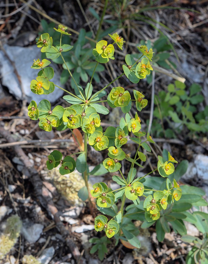 Euphorbia korshinskyi photo 8