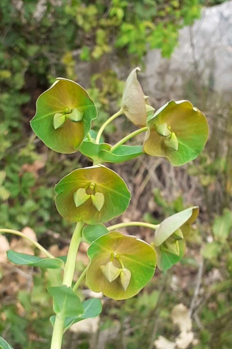 Euphorbia kotschyana photo 2