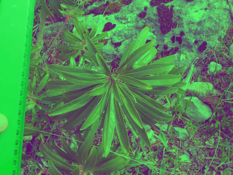 Euphorbia kotschyana photo 5