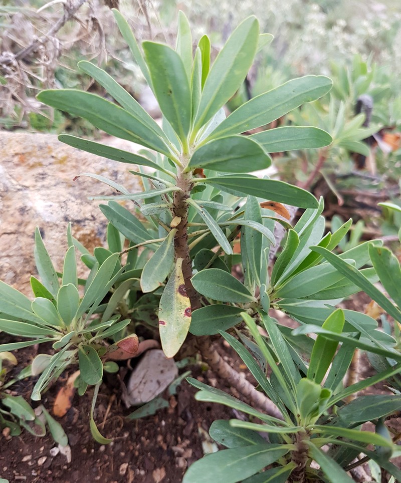 Euphorbia kotschyana photo 6