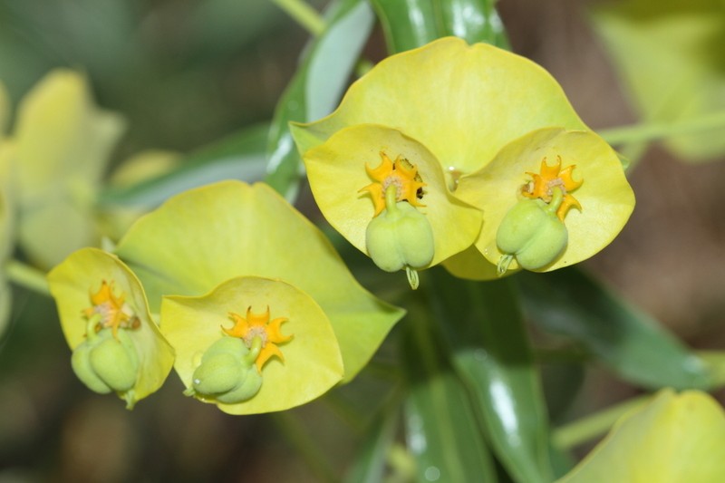 Euphorbia kotschyana photo 7