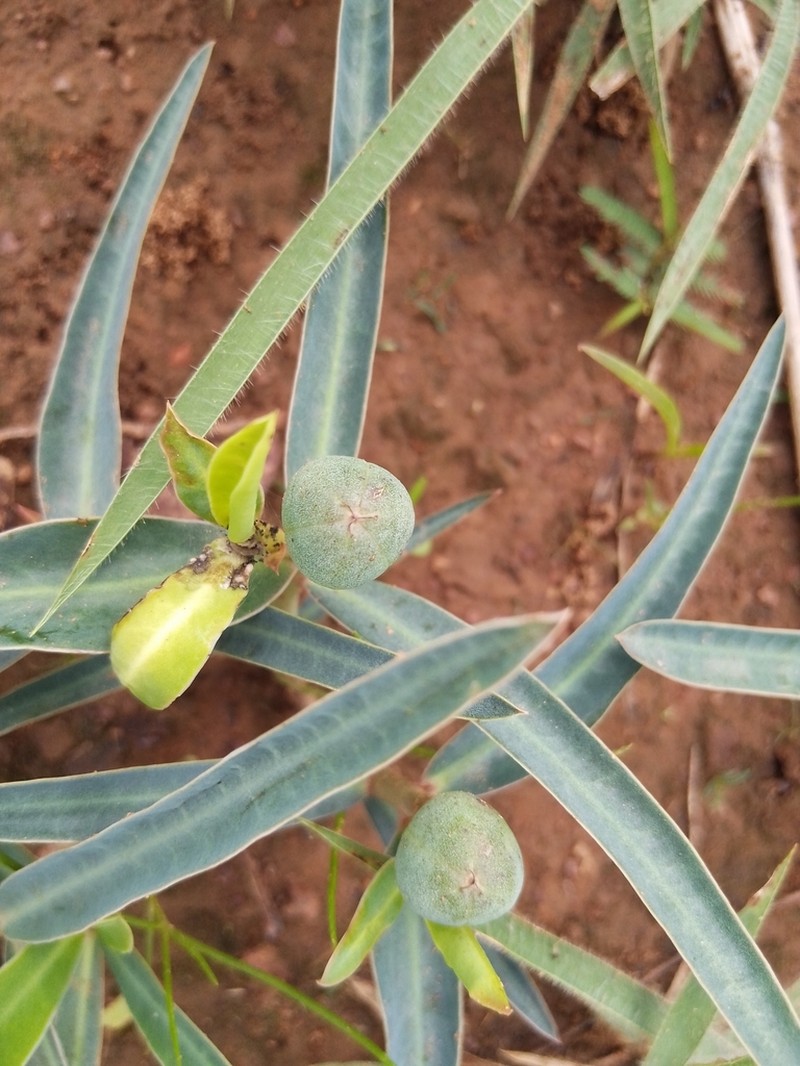 Euphorbia kouandenensis photo 2