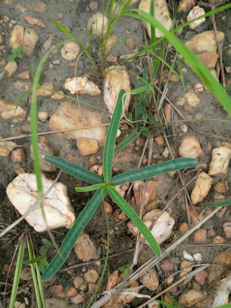 Euphorbia kouandenensis photo 3