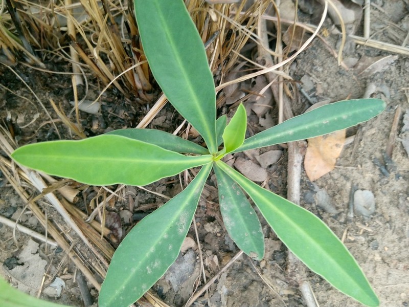 Euphorbia kouandenensis photo 4
