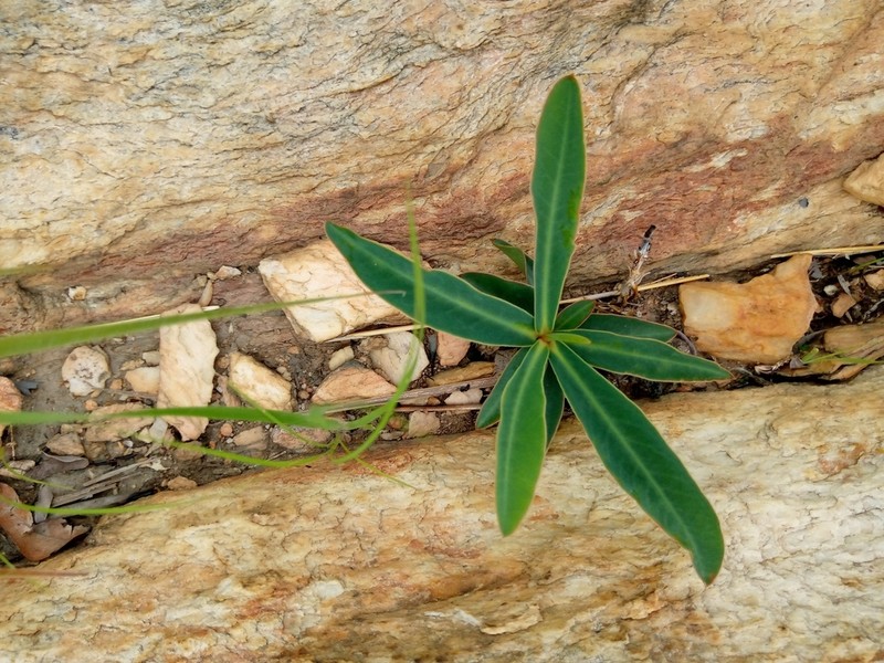Euphorbia kouandenensis photo 5