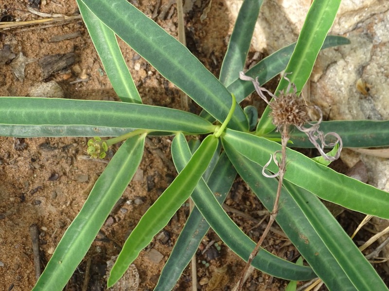 Euphorbia kouandenensis photo 6