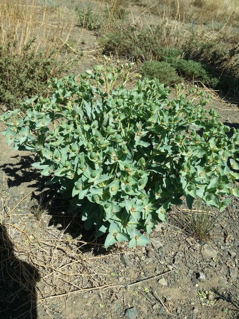 Euphorbia kozlovii