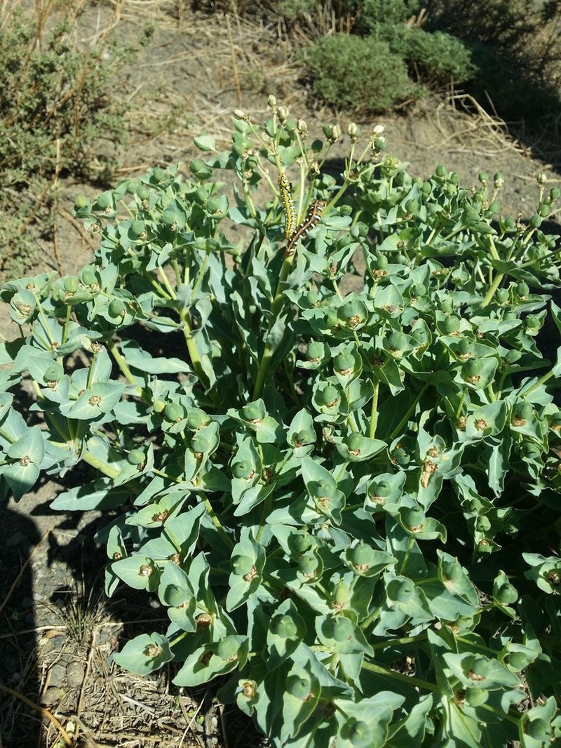 Euphorbia kozlovii photo 2