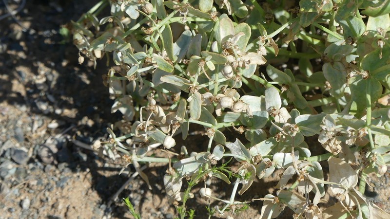 Euphorbia kozlovii photo 3