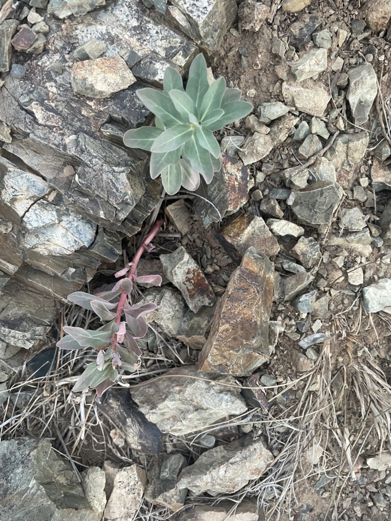 Euphorbia kozlovii photo 4