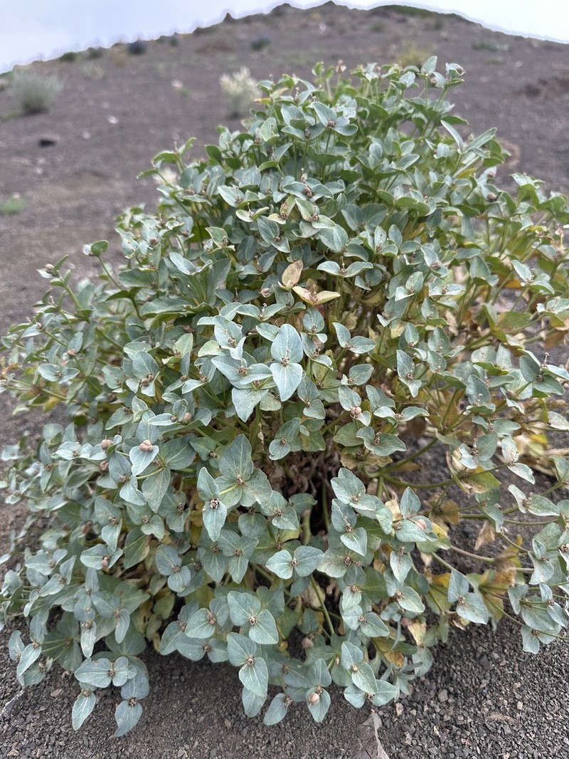 Euphorbia kozlovii photo 5