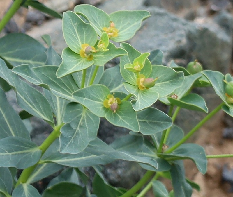 Euphorbia kozlovii photo 6
